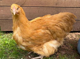 Buff Orpington POL