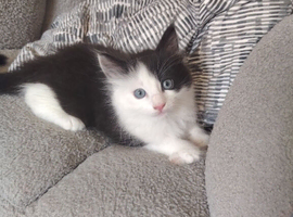 Playful kitten