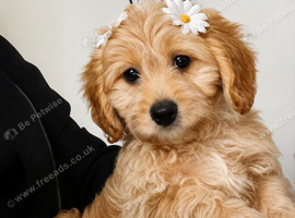 STUNNING MALTIPOO BOY