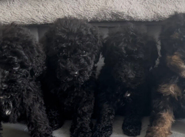Gorgeous mini poodles ready for there new family