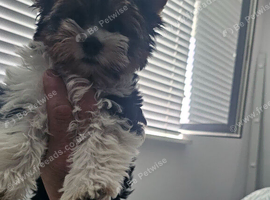 Yorkshire terrier girl - 12 weeks old