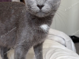 Free cat