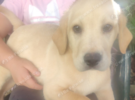 Labrador puppies