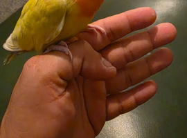 Beautiful Hand-Tamed Lovebird