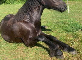 Friesan x dales yearling gelding for loving home