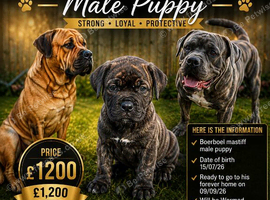 Boerboel mastiff male puppy