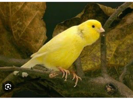 Looking for Waterslager canaries?