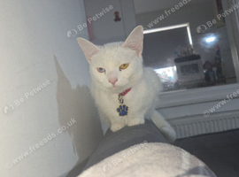 Female Turkish angora