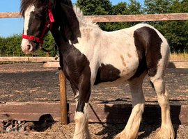 Cob gelding