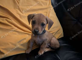 Breed: Crossbreed / Mixed breed Cross: French Bulldog &times; Dachshund Informal name: Frenchie Weenie