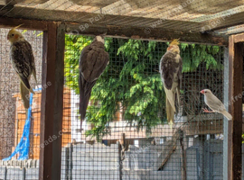 various cockatiels