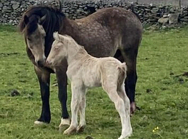 Sec d x Clydesdale perlino colt foal