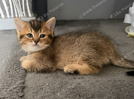 British Semi Haired Kittens