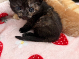 Beautiful home reared kittens .