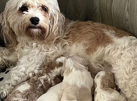Beautiful cavachon puppies