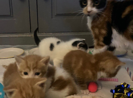 Beautiful kittens for sale- available from 12/05/26