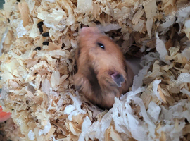 Frendy hamster