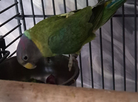 Conur