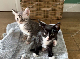 2 gorgeous sisters