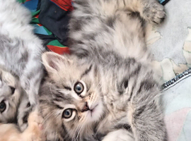 4 gorgeous Maine Coon and Persian cats.
