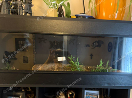 Corn snake and viv