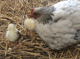 Hen and chicks