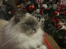 2 female ragdoll cats