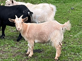 3 Pygmy goat kids 2026