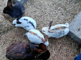 Baby rabbits