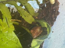 baby crested gecko