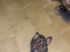Female frenchy for sale