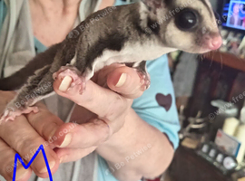 Pair of young sugar gliders
