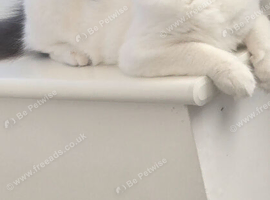 Persian doll face kitten