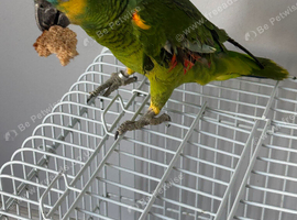 Nice cute two years Amazon blue fronted For Sale