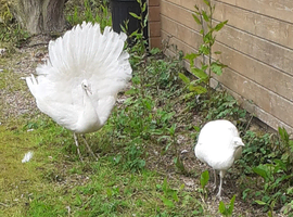 White Peacocks