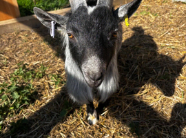 Miniature Pygmy Billy Goat for sale