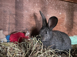Continental giant rabbit