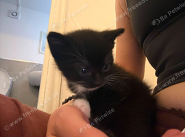 5 Lovely kittens