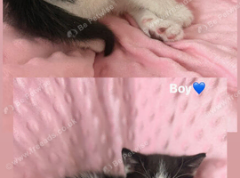 Kittens
