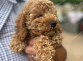 BEAUTIFUL RED MINIATURE POODLE GIRL AVAILABLE