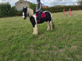 14hh traditional cob