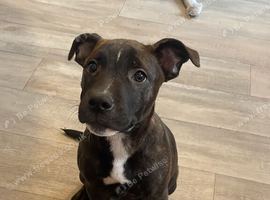 3 month old black&red bitch