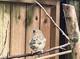Native Green Finches