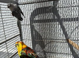 Red rumps pair. With cage