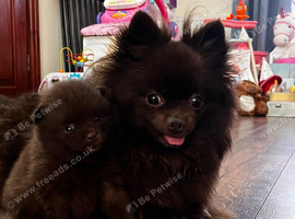 Stunning fluffy Pomeranian boys available