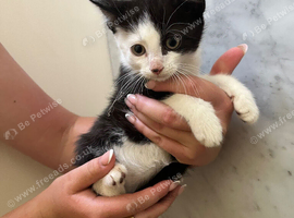 Mixed breed kittens