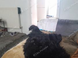 Wested poodle
