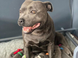 Blue Staffordshire Puppies For Sale