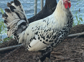 Appenzeller sex linked chicks