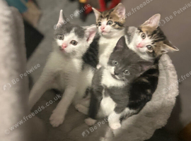 10 week old kittens ready for rehoming